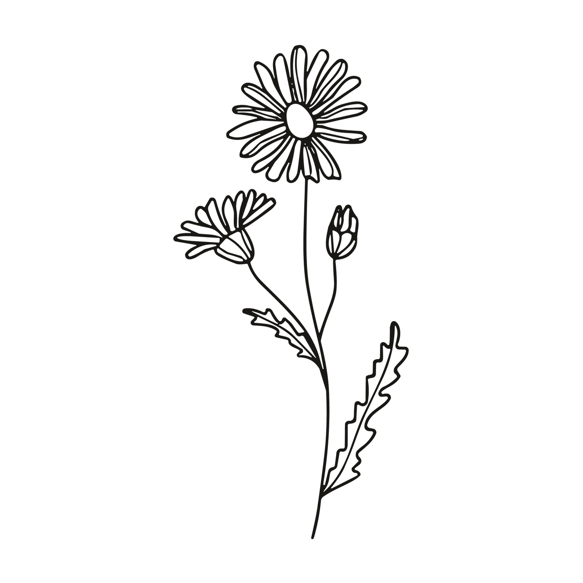 0063-april-daisy-daydream-semi-permanent-tattoo-front-tattoo
